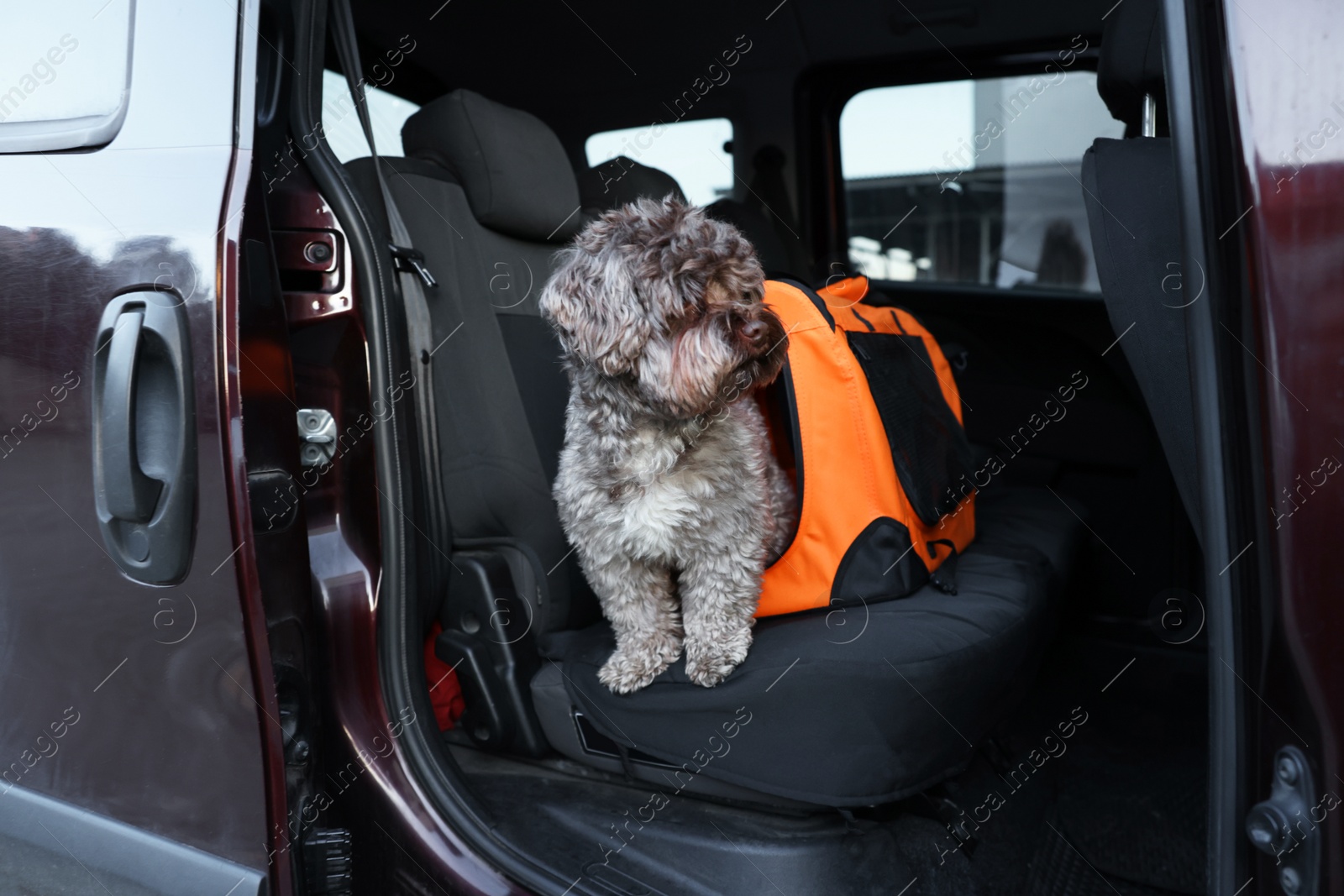 Photo of Cute dog in pet carrier travelling by car. Safe transportation