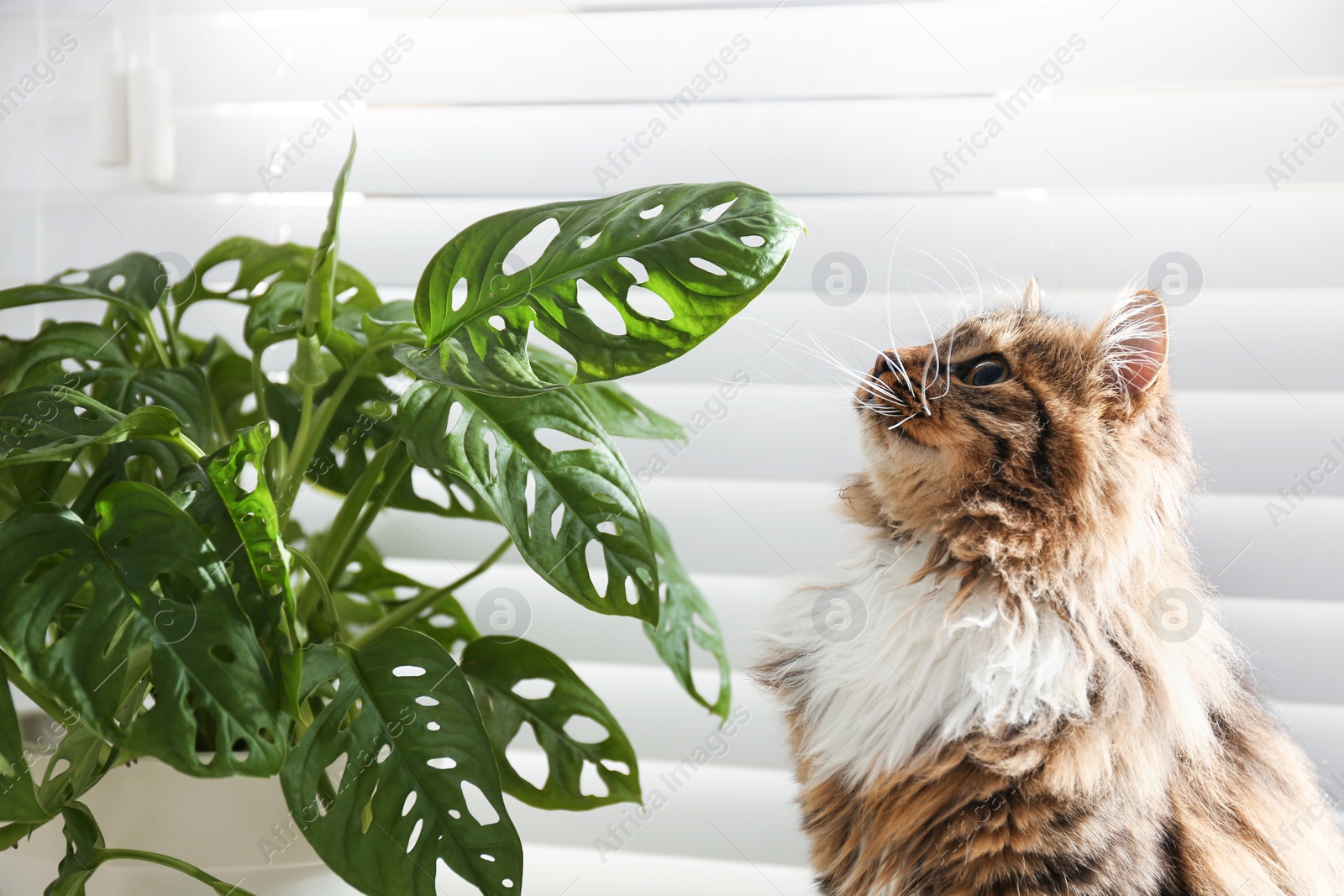 Photo of Adorable cat and houseplant near window at home