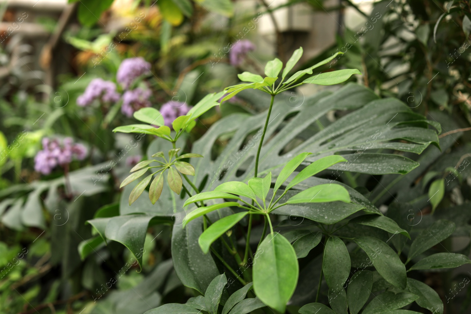 Photo of Fresh growing tropical plants in greenhouse, closeup. Home gardening