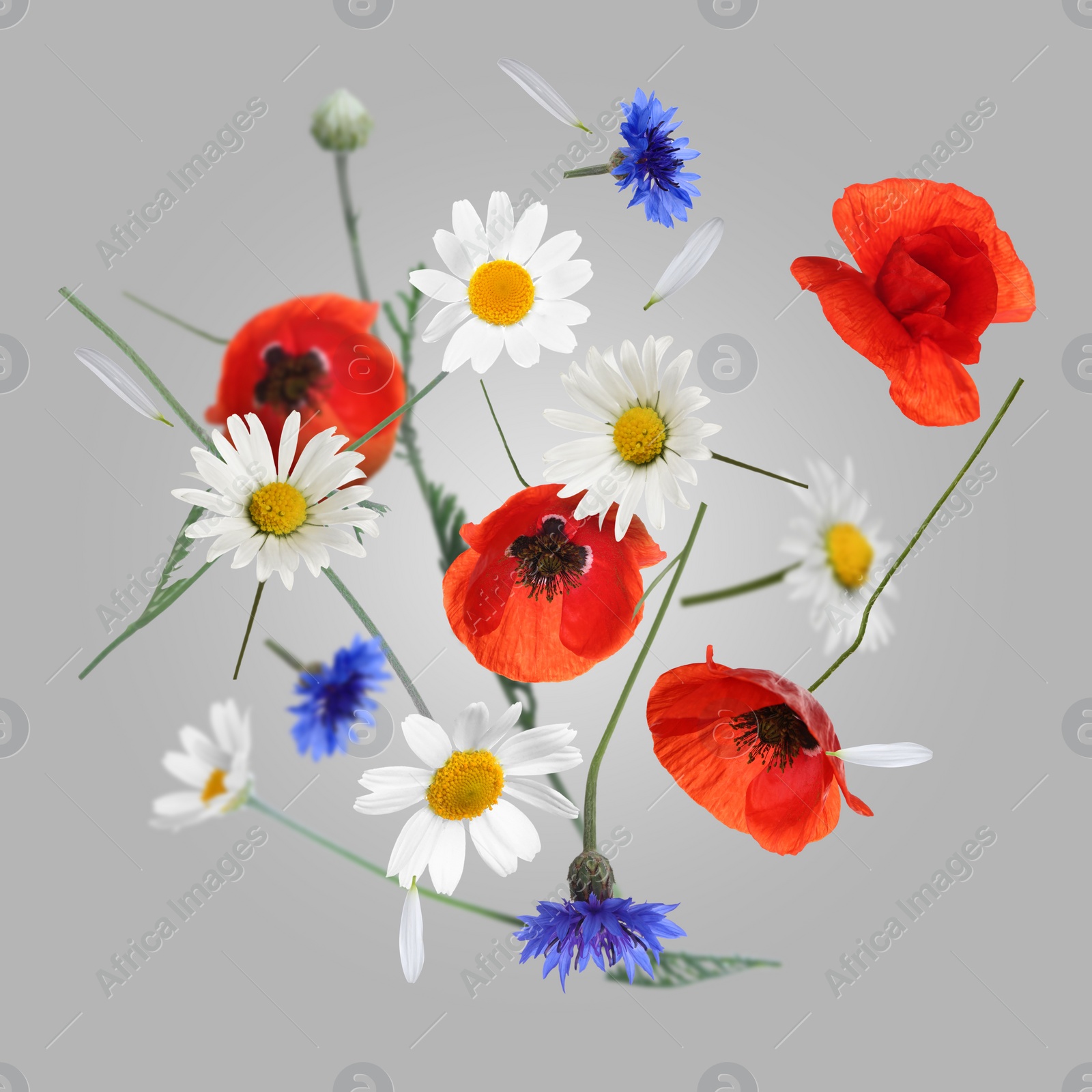 Image of Beautiful meadow flowers falling on grey background