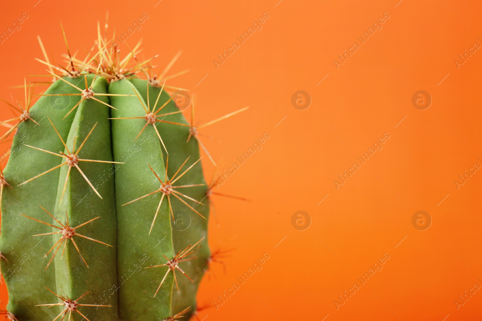 Photo of Beautiful green cactus on orange background, closeup with space for text. Tropical plant