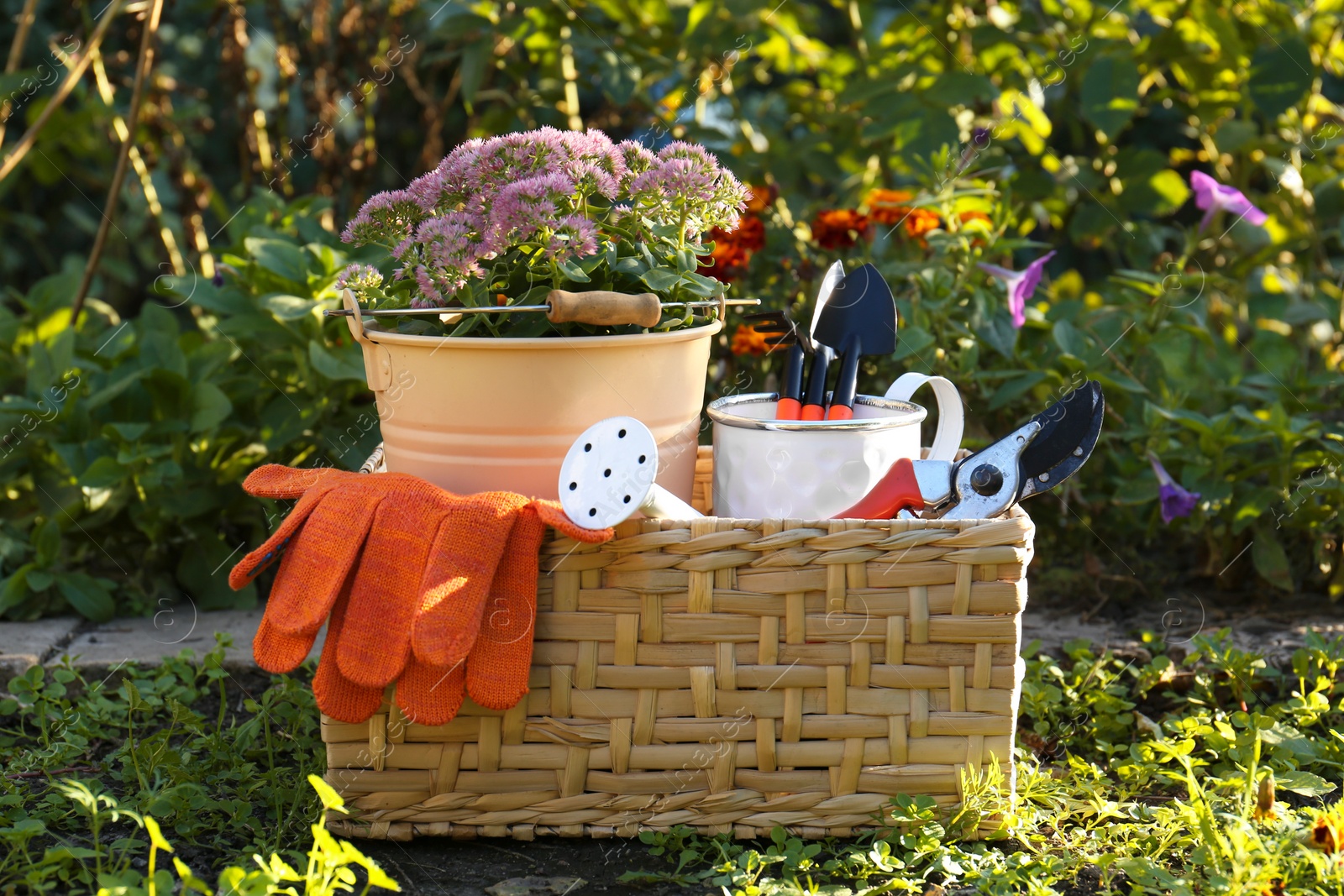 Photo of Basket with watering can, gardening tools and rubber gloves in garden