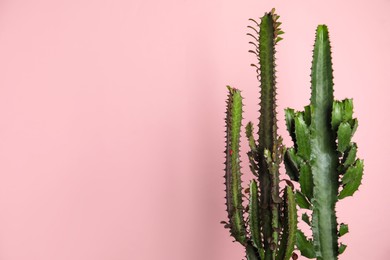 Photo of Beautiful cacti on pink background, space for text