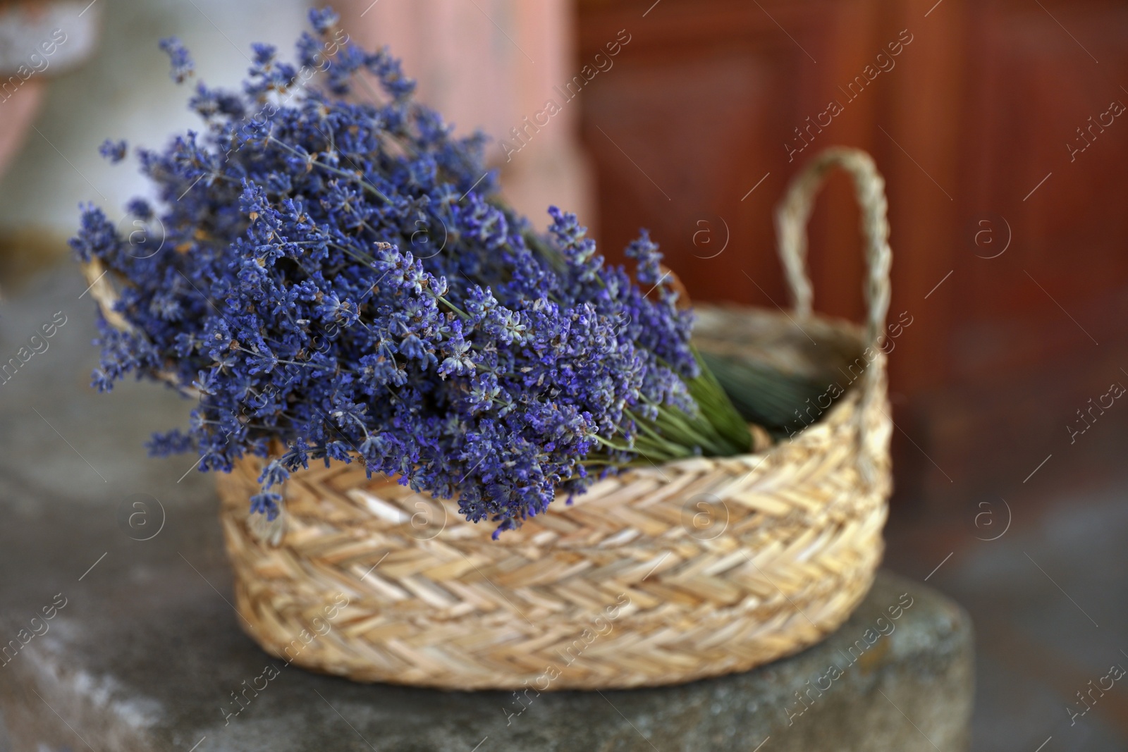 Photo of Wicker basket with beautiful lavender flowers outdoors