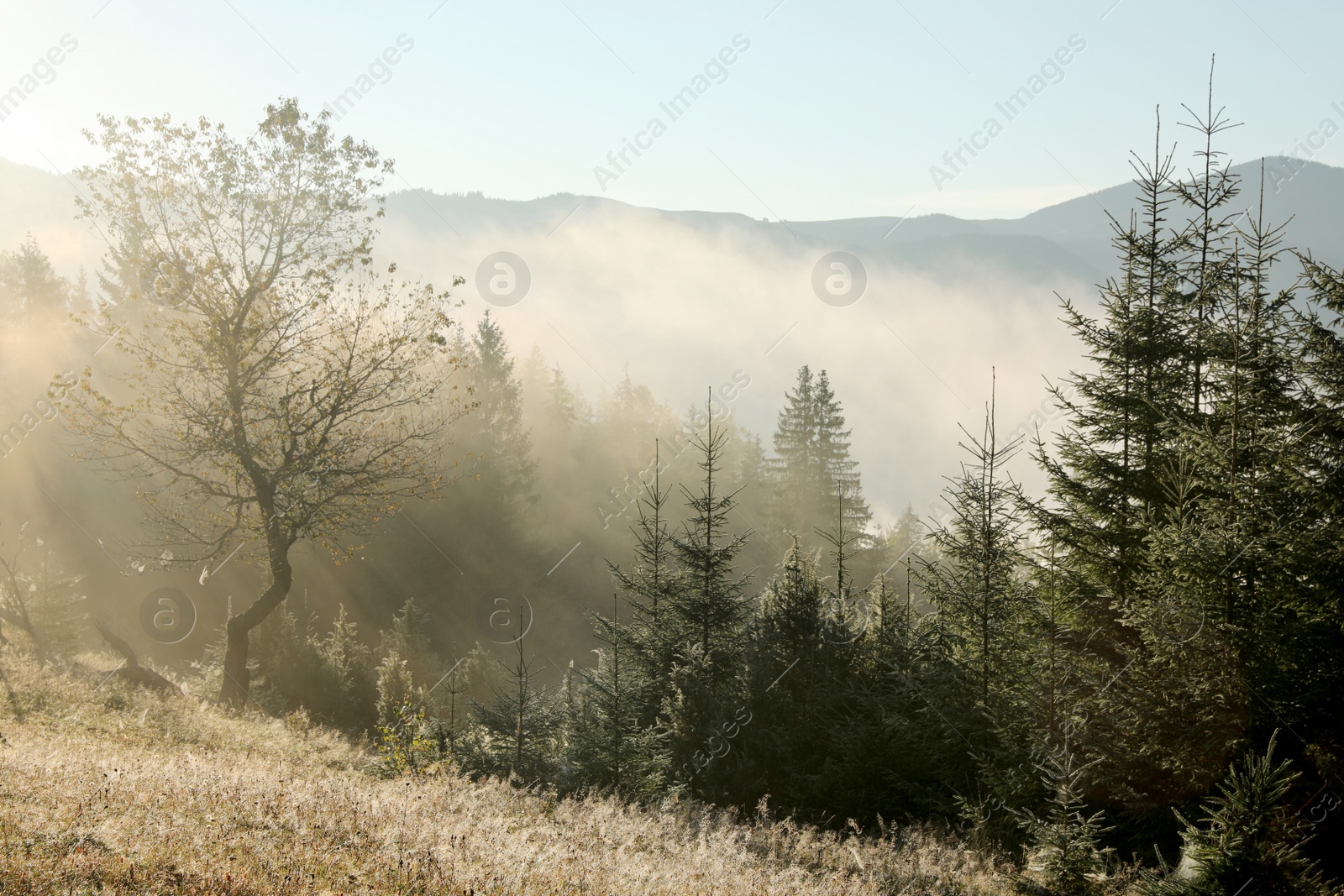 Photo of Picturesque view of foggy forest in morning. Beautiful mountain landscape