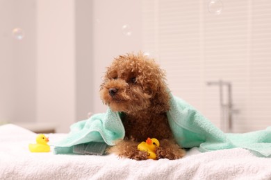 Photo of Cute Maltipoo dog wrapped in towel and rubber ducks indoors. Lovely pet