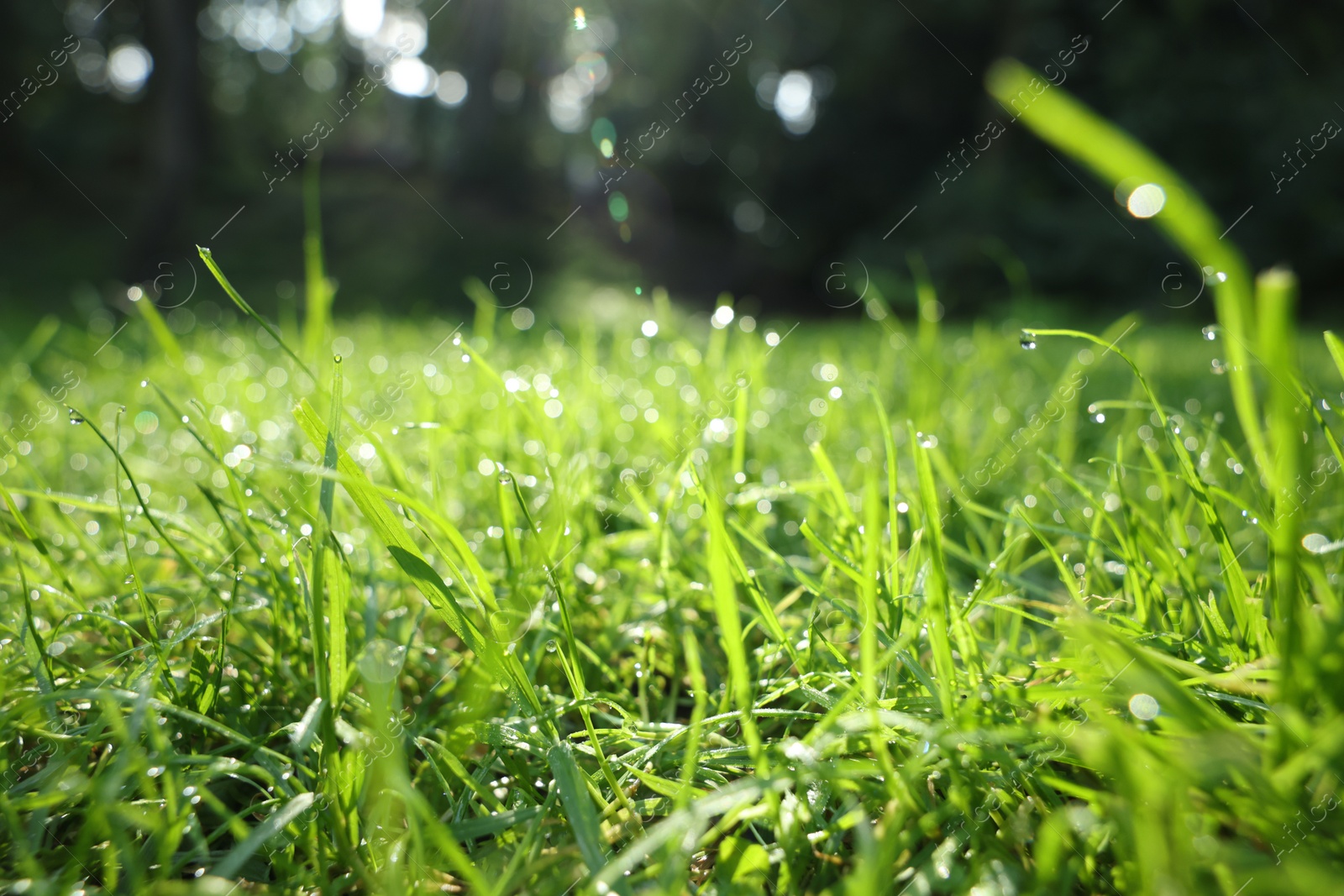 Photo of Fresh green grass with water drops growing outdoors in summer, closeup