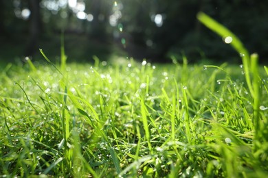 Fresh green grass with water drops growing outdoors in summer, closeup