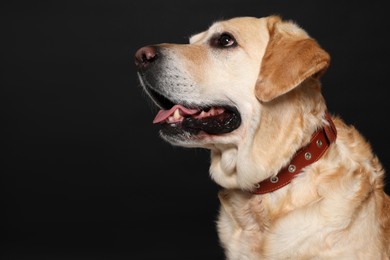 Photo of Cute Labrador Retriever in dog collar on black background. Space for text