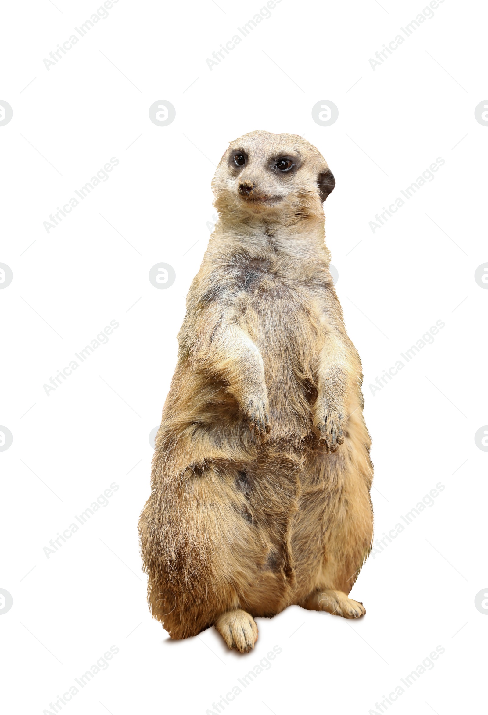 Image of Cute meerkat on white background. Exotic animal