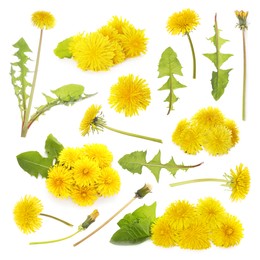 Set with beautiful yellow dandelions on white background