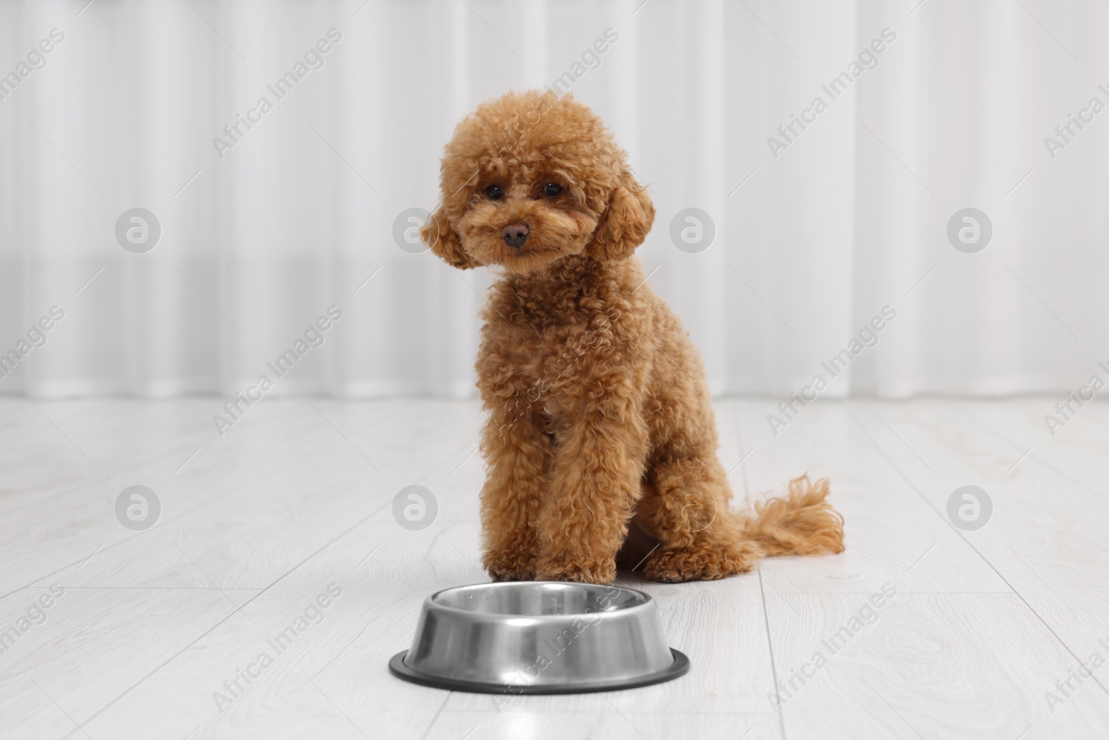 Photo of Cute Maltipoo dog near feeding bowl indoors. Lovely pet