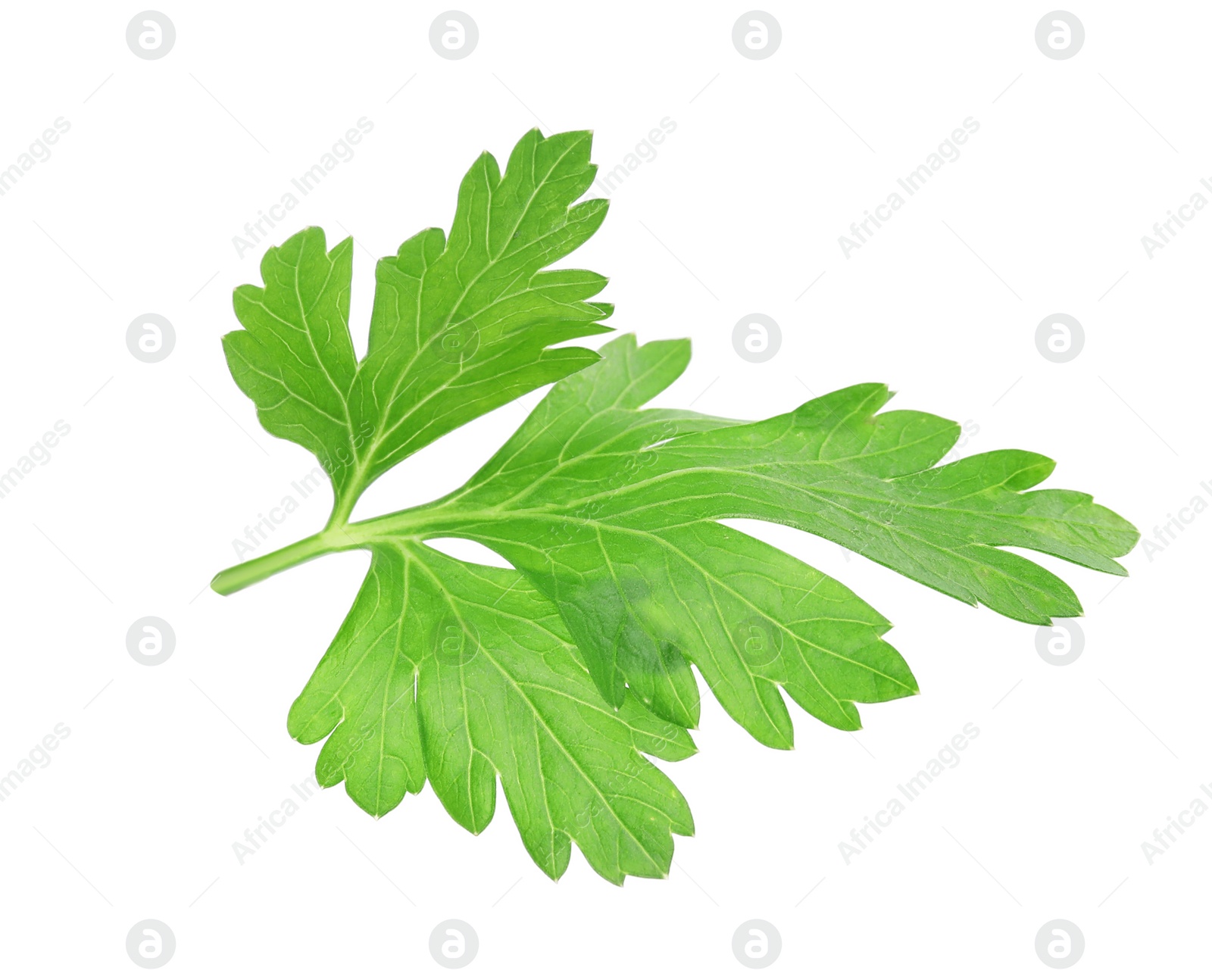 Photo of Fresh aromatic green parsley on white background