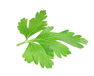 Photo of Fresh aromatic green parsley on white background