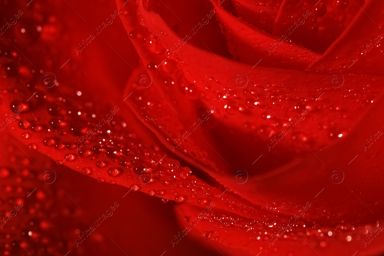 Photo of Closeup view of beautiful blooming red rose with dew drops as background