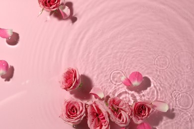 Beautiful roses and petals in water on pink background, top view. Space for text