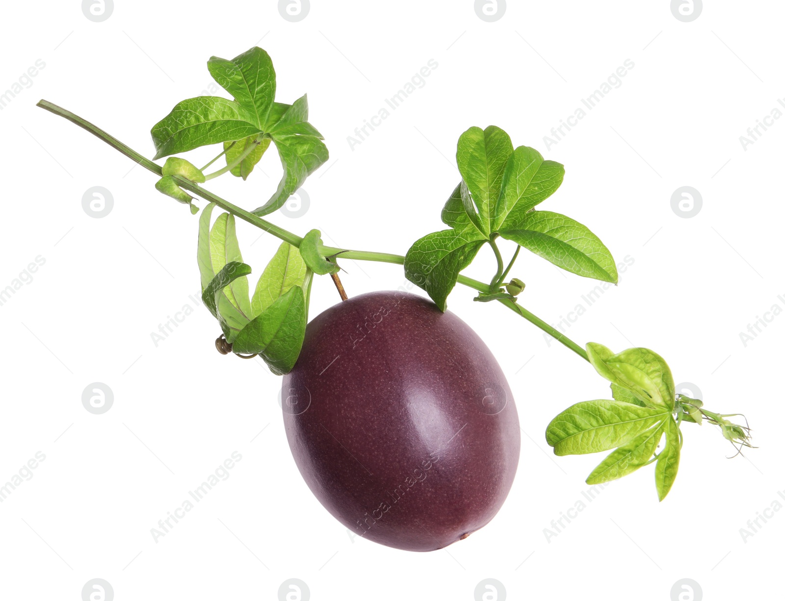 Photo of Passion fruit with leaves on white background. Passiflora plant