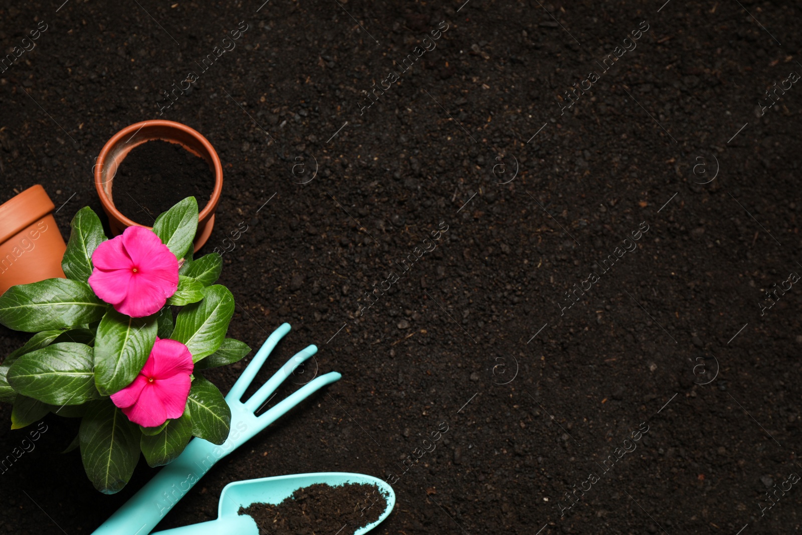 Photo of Flat lay composition with gardening tools and flower on soil, space for text