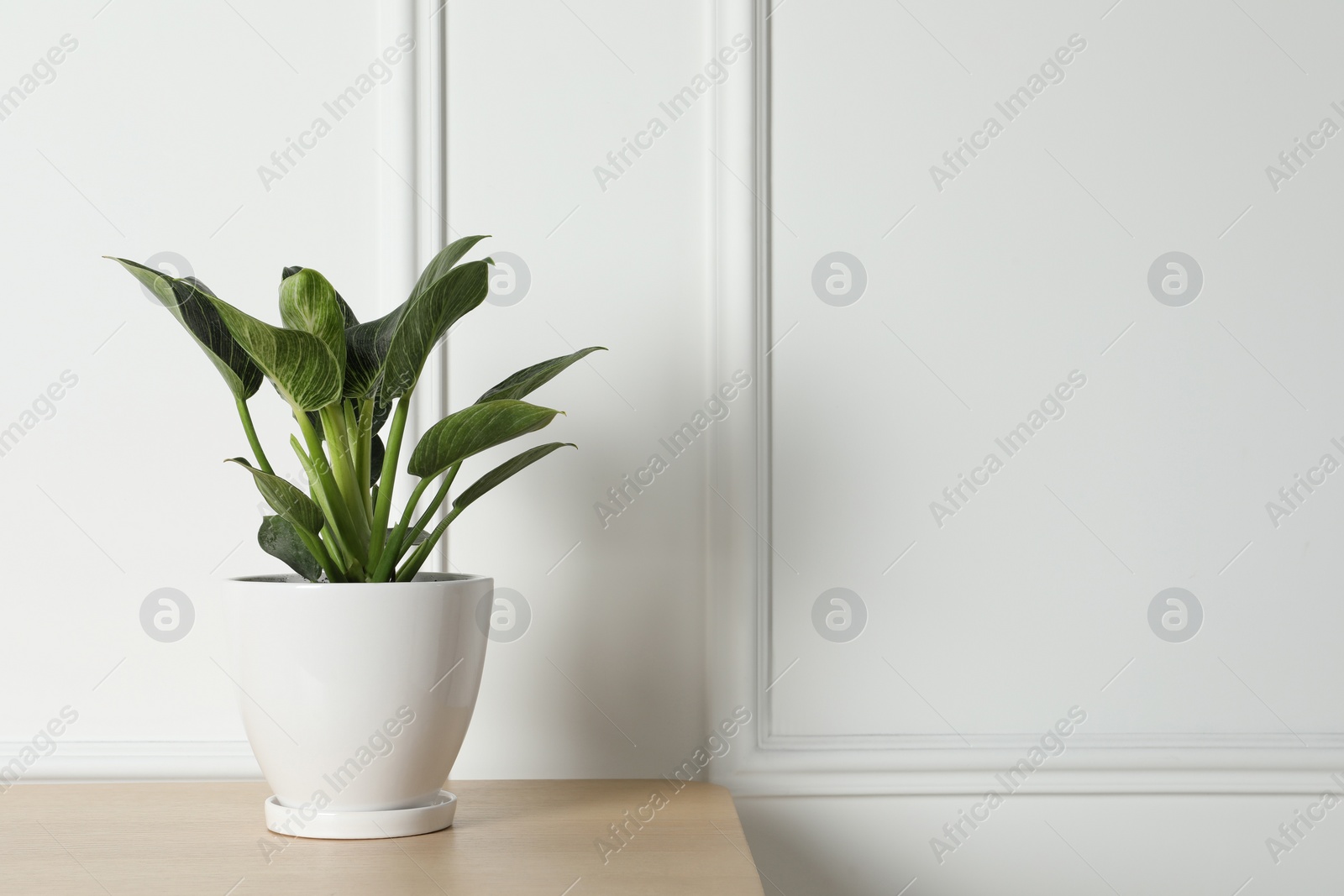 Photo of Beautiful philodendron plant in pot on wooden table indoors, space for text. House decor