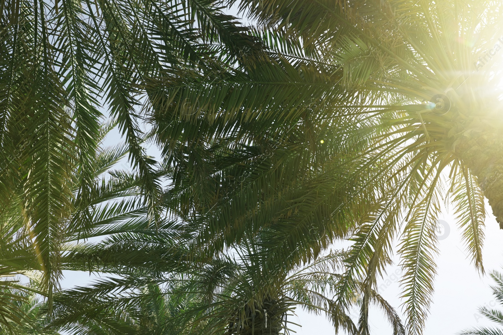 Photo of Palms with lush green foliage on sunny day, below view