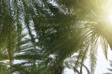 Photo of Palms with lush green foliage on sunny day, below view