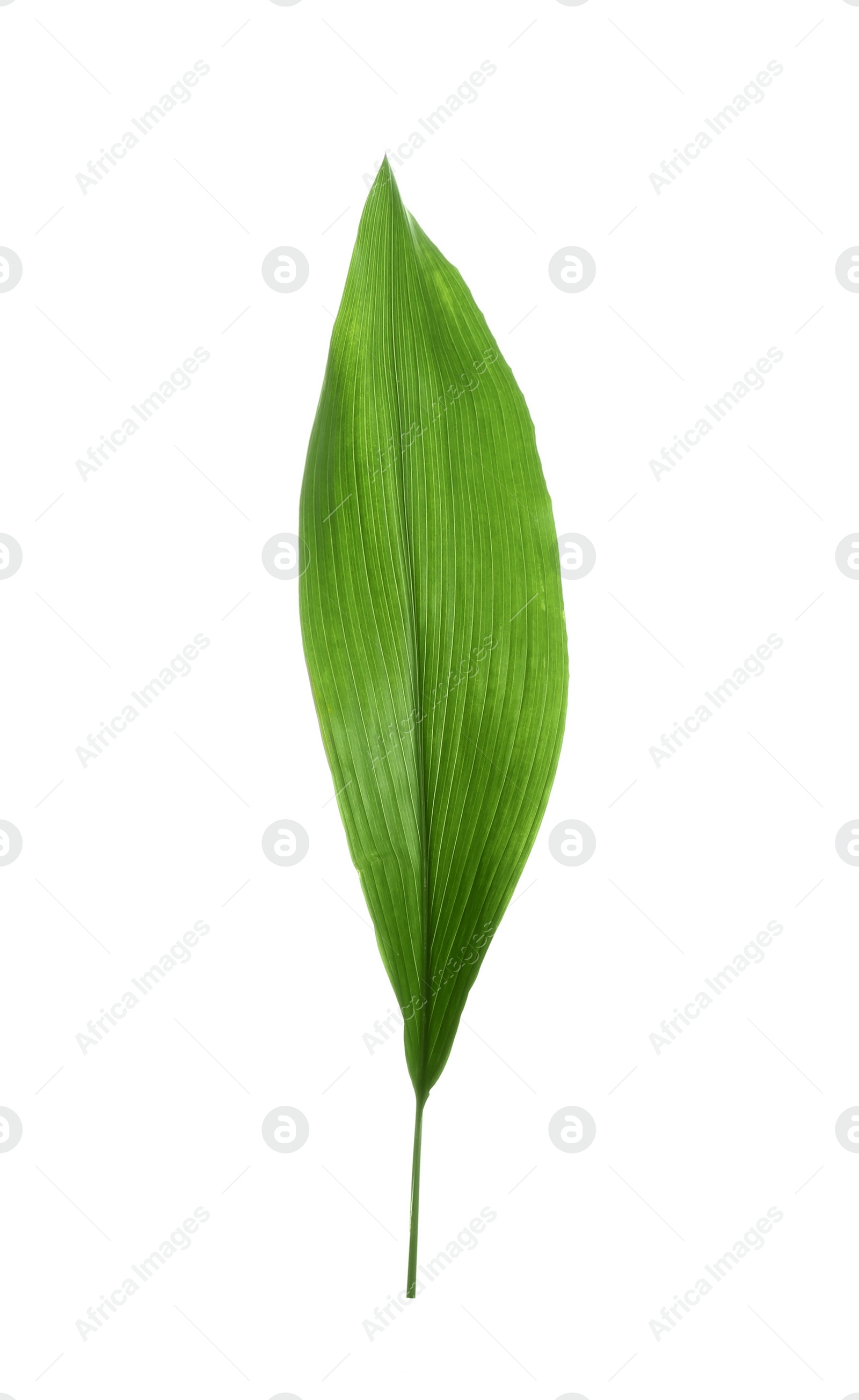 Photo of Beautiful tropical Aspidistra leaf on white background