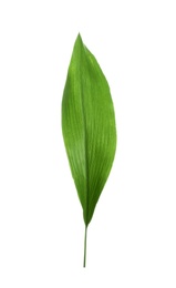 Beautiful tropical Aspidistra leaf on white background