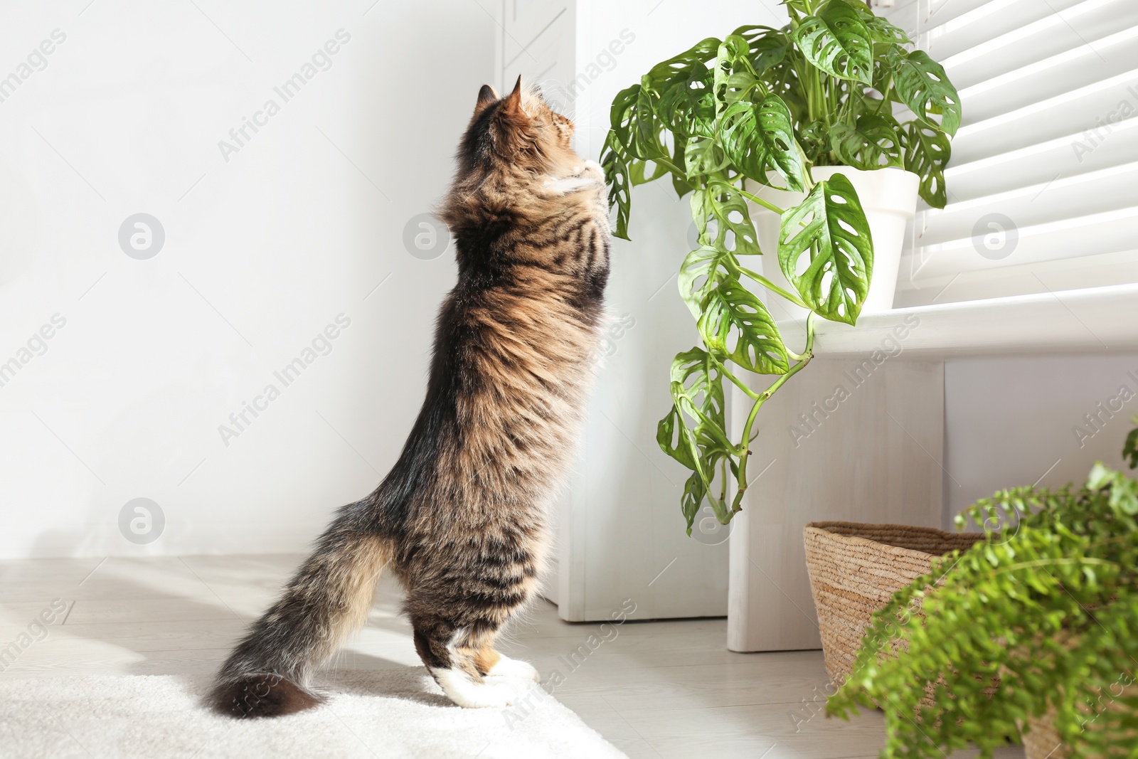 Photo of Adorable cat playing with houseplant at home