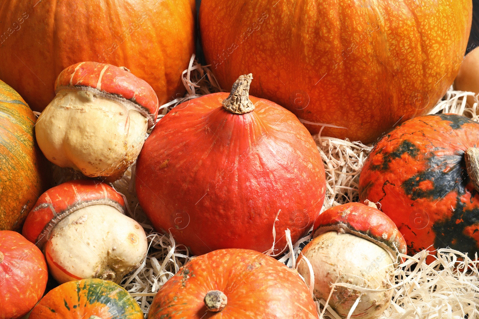 Photo of Many different pumpkins as background, closeup. Autumn holidays