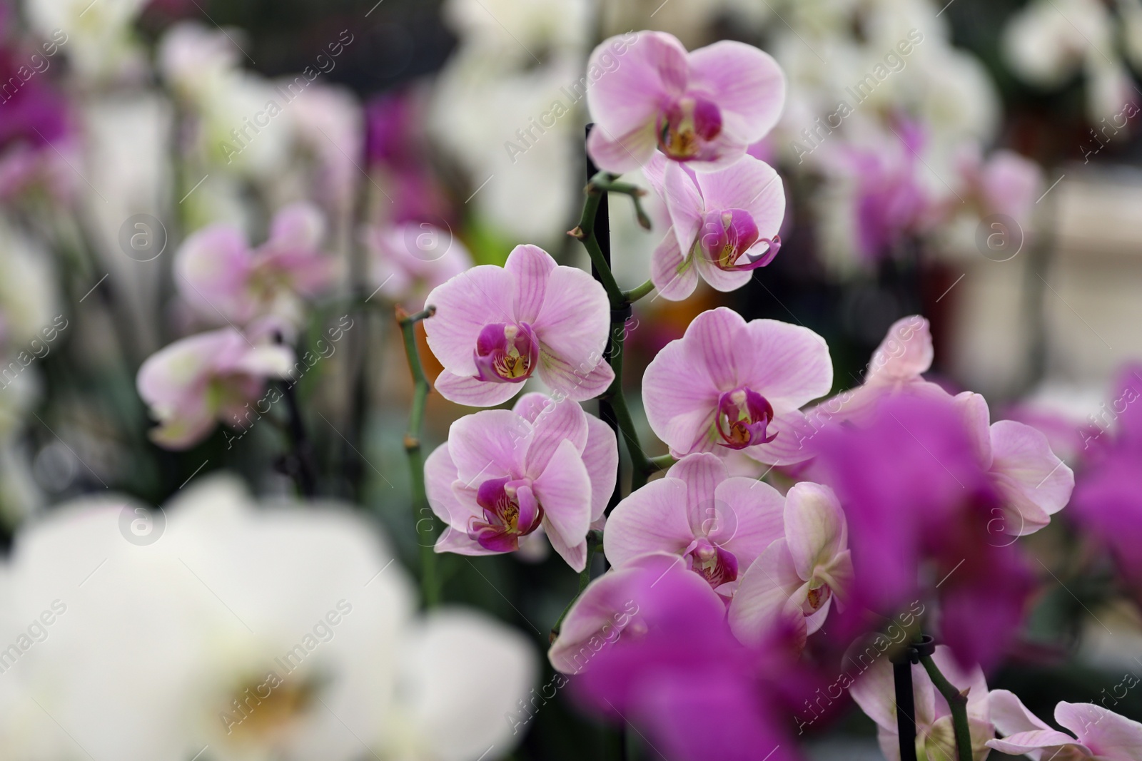 Photo of Beautiful blooming tropical orchid flower in store
