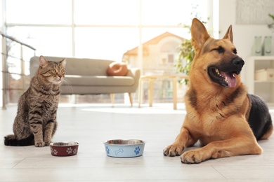 Photo of Cat and dog together with feeding bowls on floor indoors. Funny friends