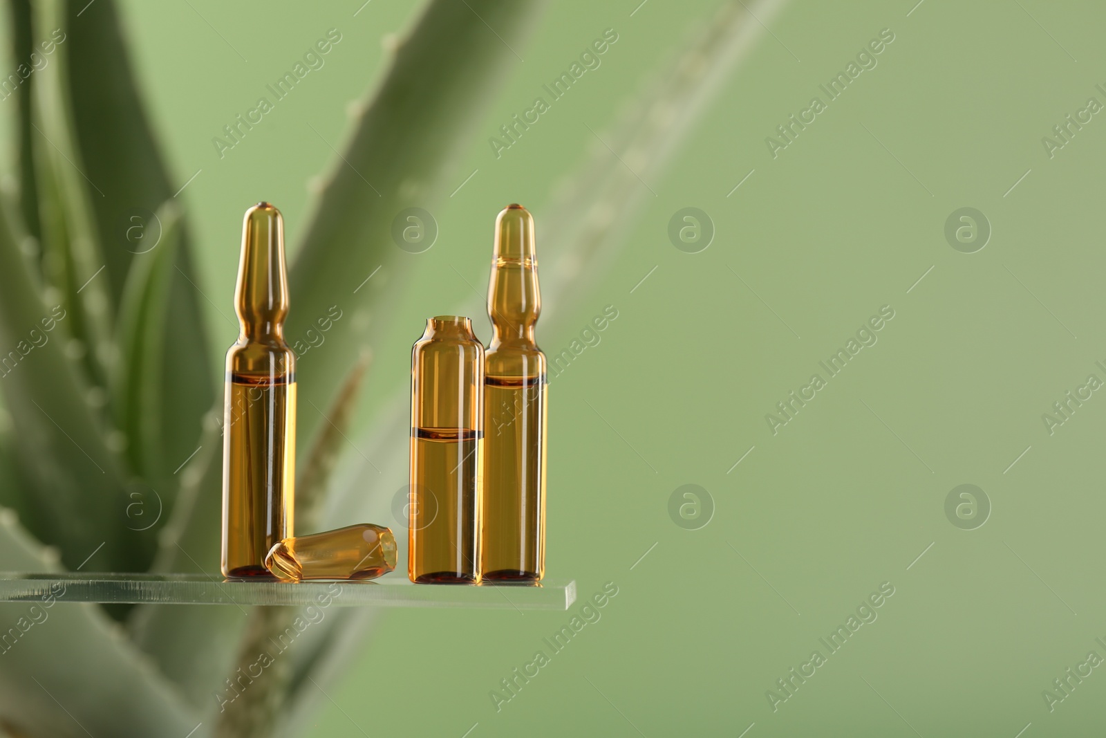 Photo of Skincare ampoules near aloe vera on light green background, closeup. Space for text