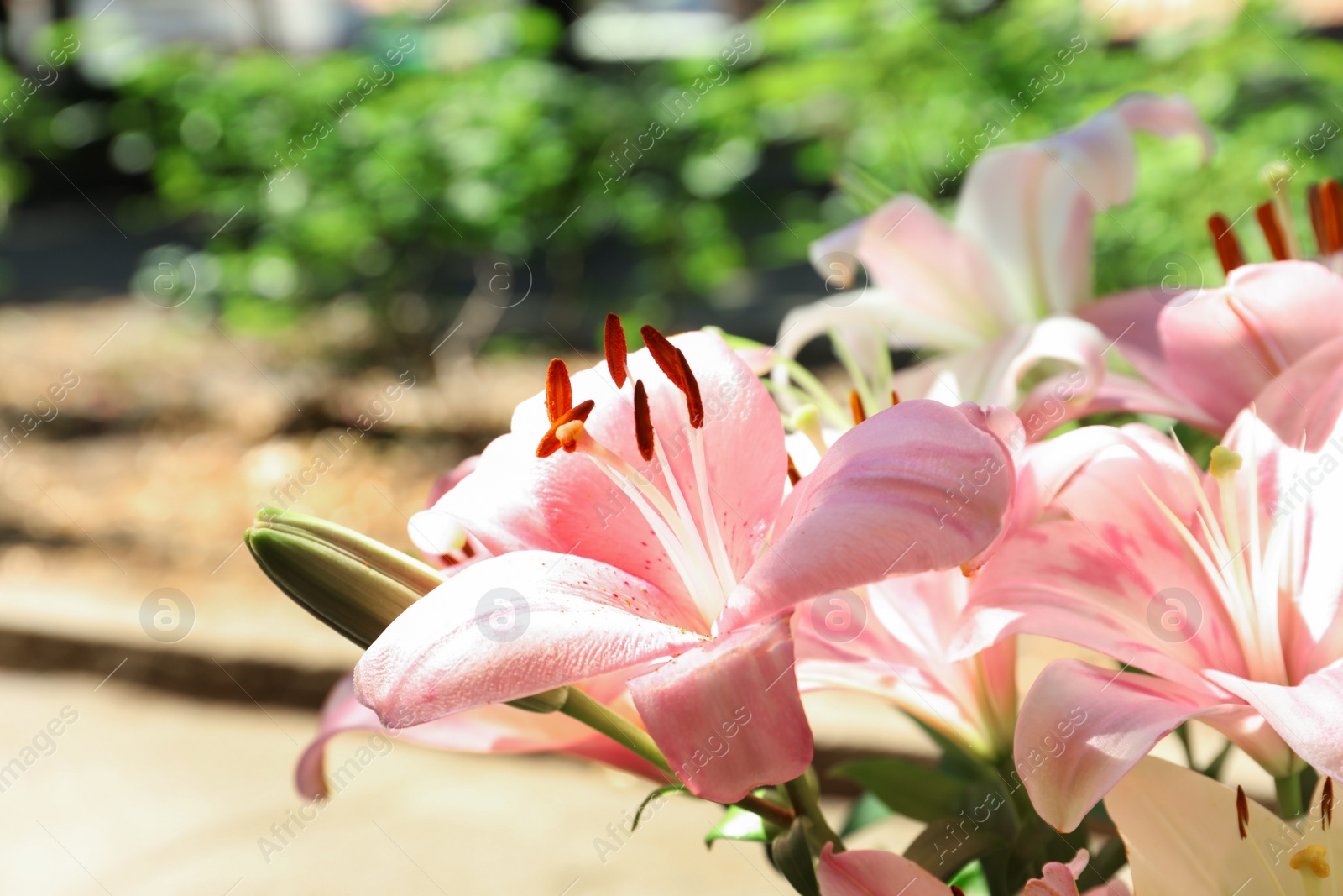 Photo of Beautiful blooming lily flowers in garden, closeup