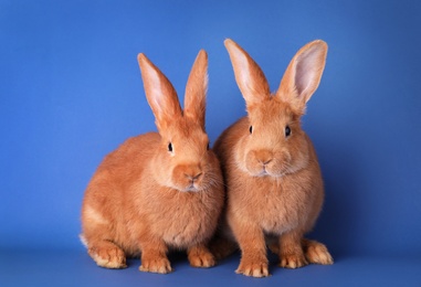 Photo of Cute bunnies on blue background. Easter symbol