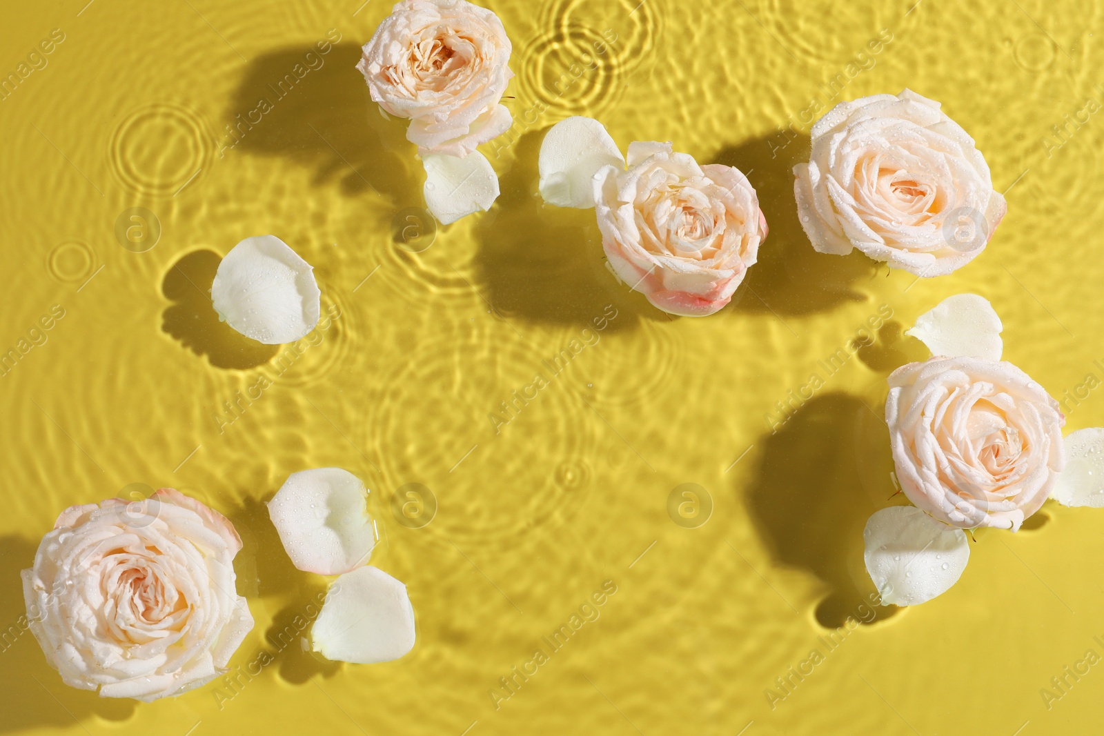 Photo of Beautiful roses and petals in water on pale yellow background, top view