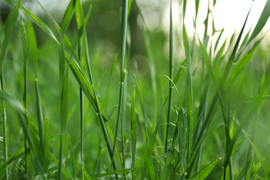 Photo of Lush green grass in park  on sunny day, closeup