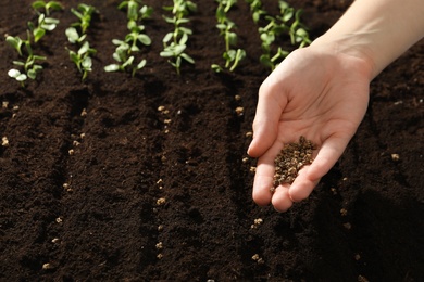 Woman planting beet seeds into fertile soil, closeup. Vegetables growing