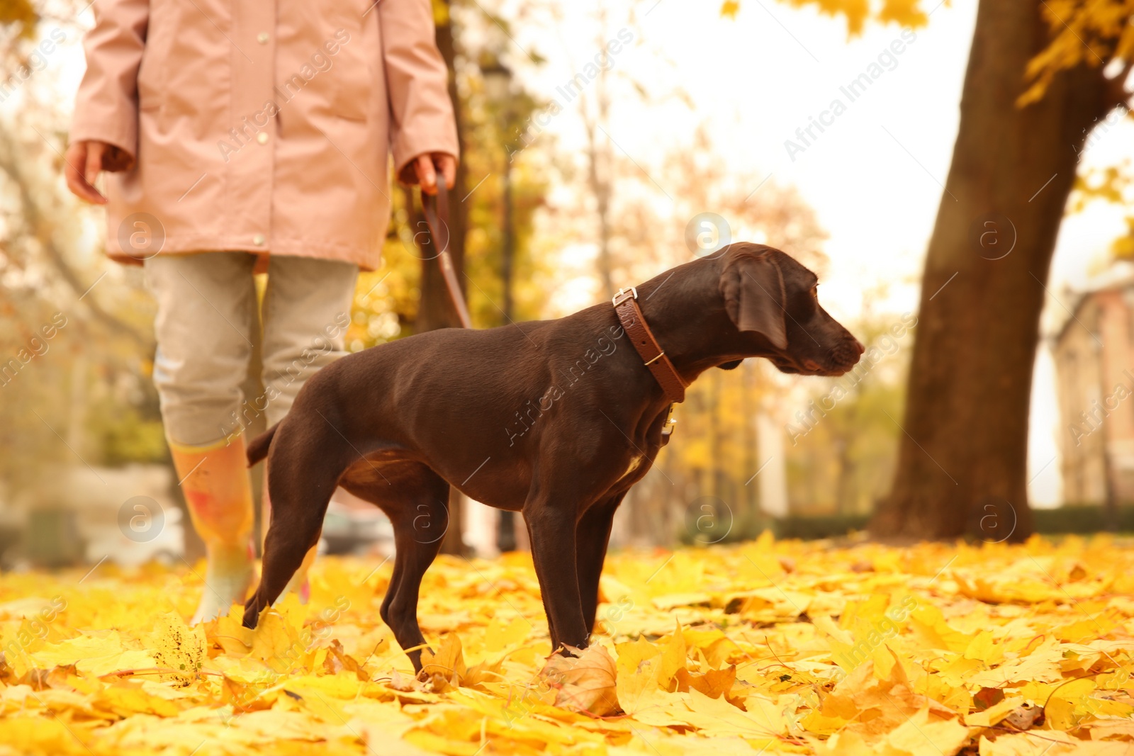 Photo of Woman with cute German Shorthaired Pointer in park on autumn day