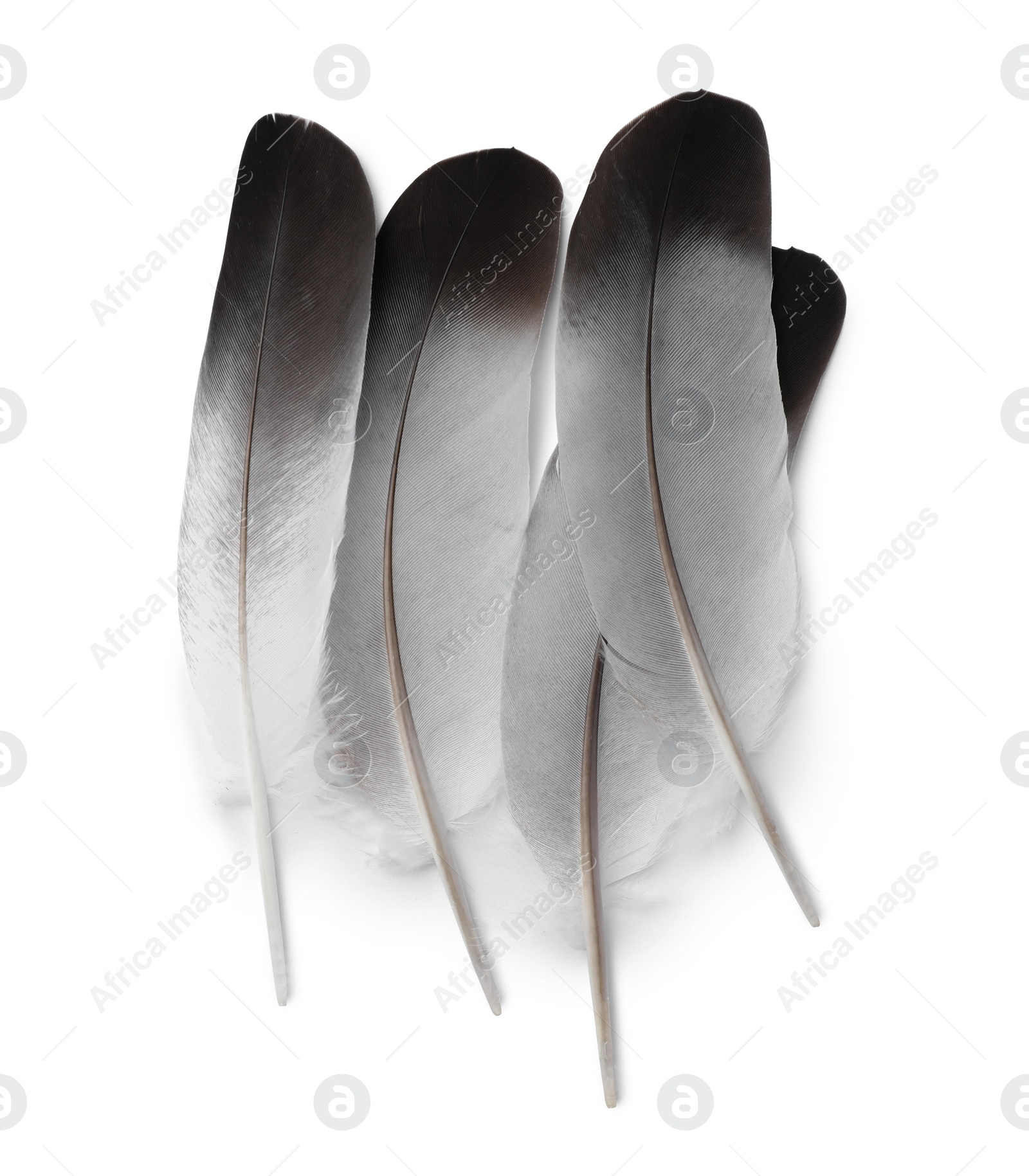 Photo of Many beautiful bird feathers isolated on white, top view