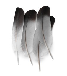 Photo of Many beautiful bird feathers isolated on white, top view