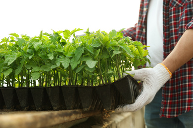 Photo of Man taking seedling tray with young tomato plants from table, closeup