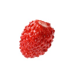 One ripe wild strawberry isolated on white