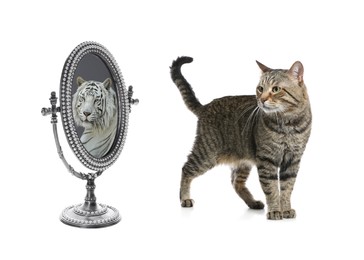 Image of Cute cat looks like tiger into reflection of mirror on white background