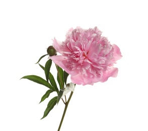 Fragrant bright peony on white background. Beautiful spring flower