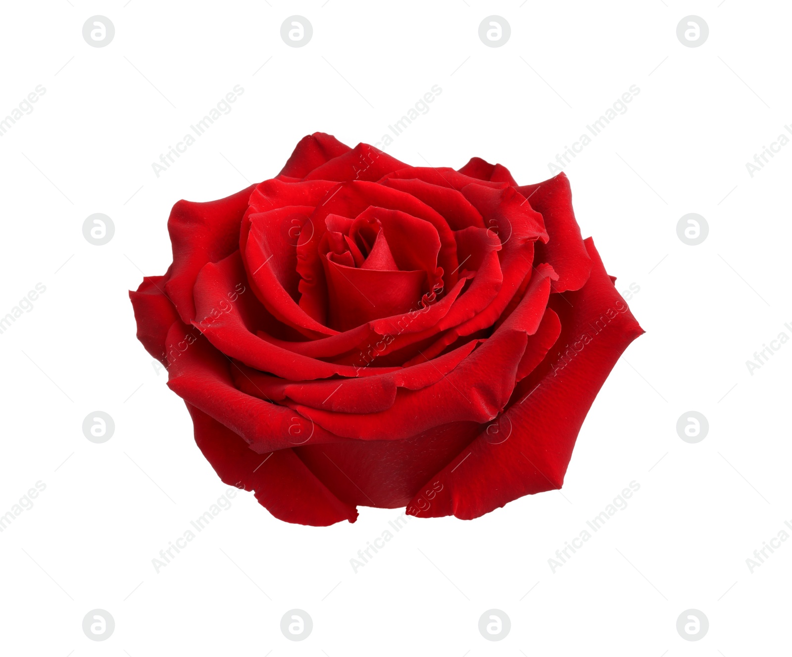 Photo of Beautiful fresh red rose isolated on white