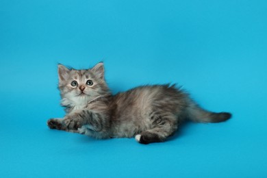 Photo of Beautiful kitten on light blue background. Cute pet