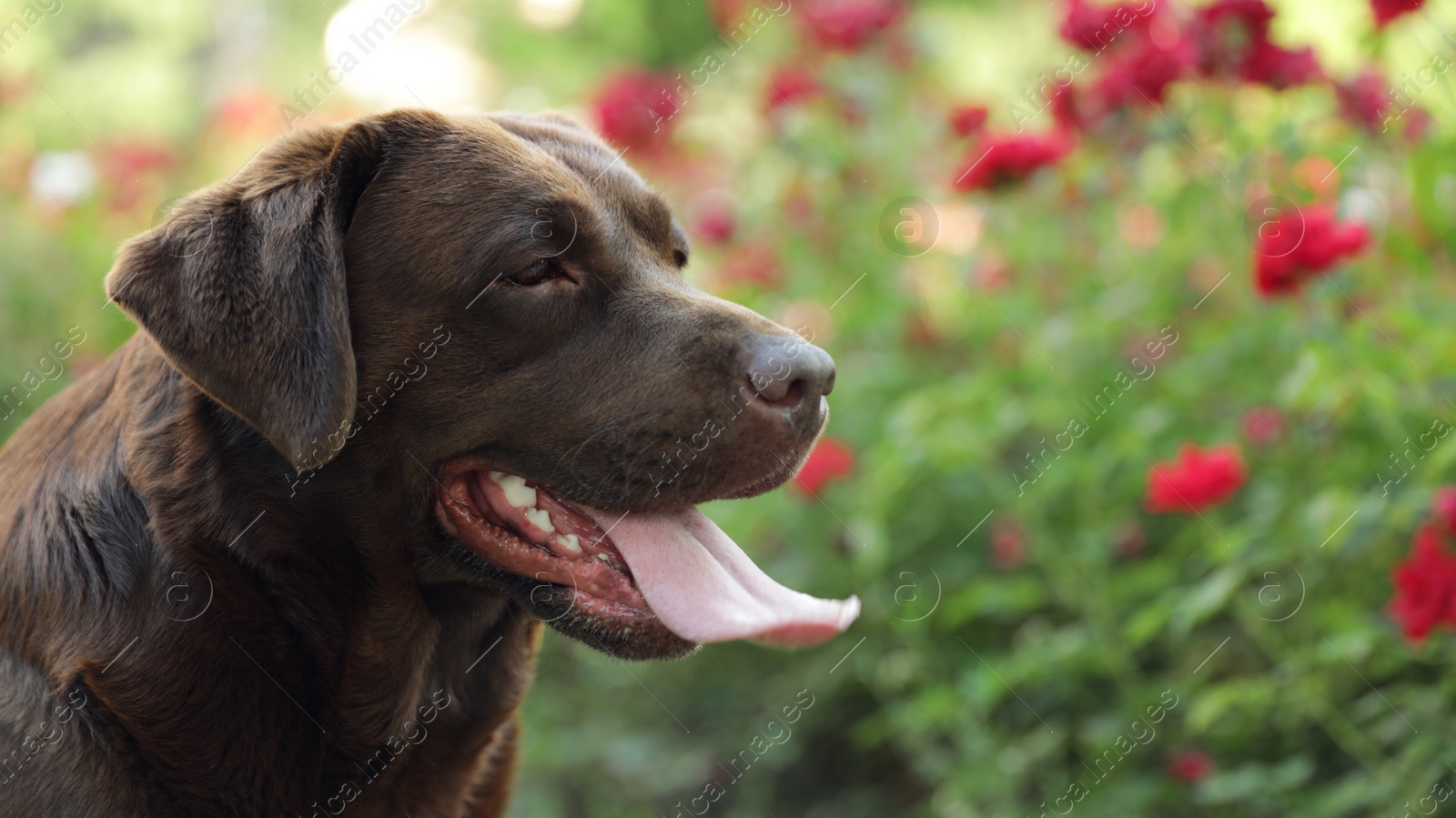 Photo of Funny Chocolate Labrador Retriever near flowers in green summer park