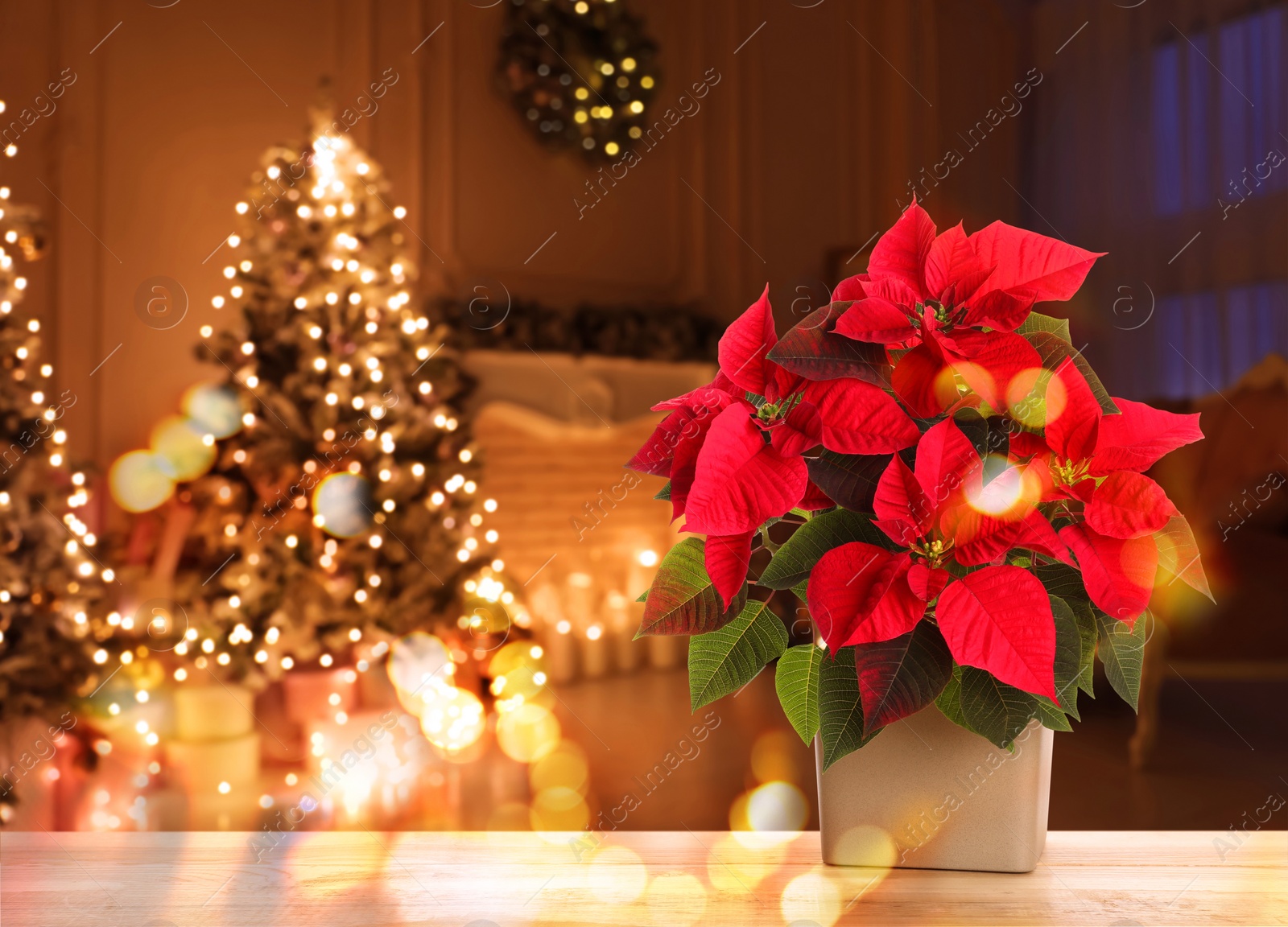 Image of Christmas traditional poinsettia flower on table in decorated room, space for text