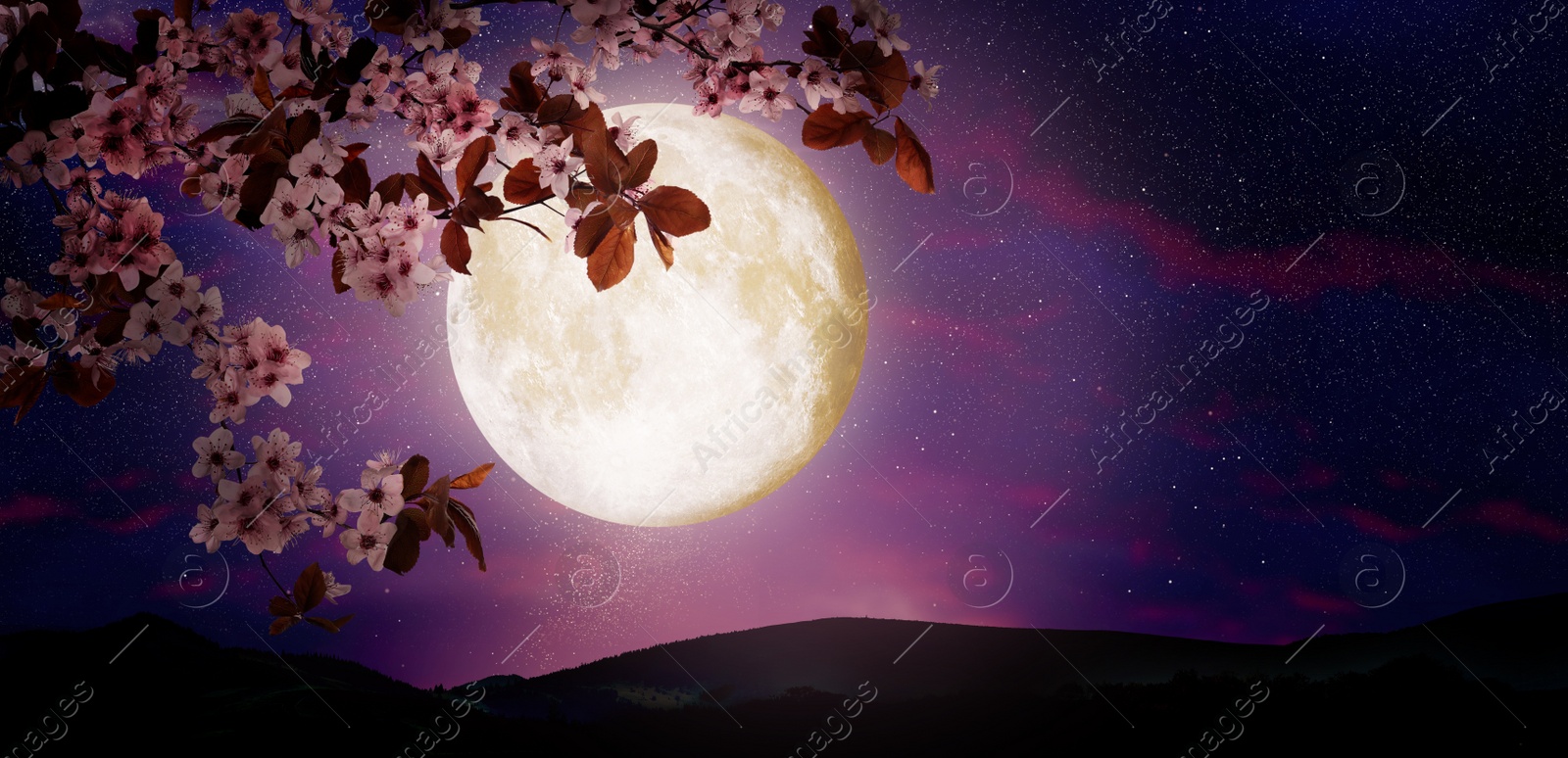 Image of Fantasy night. Blossoming cherry tree branch and starry sky with full moon on background