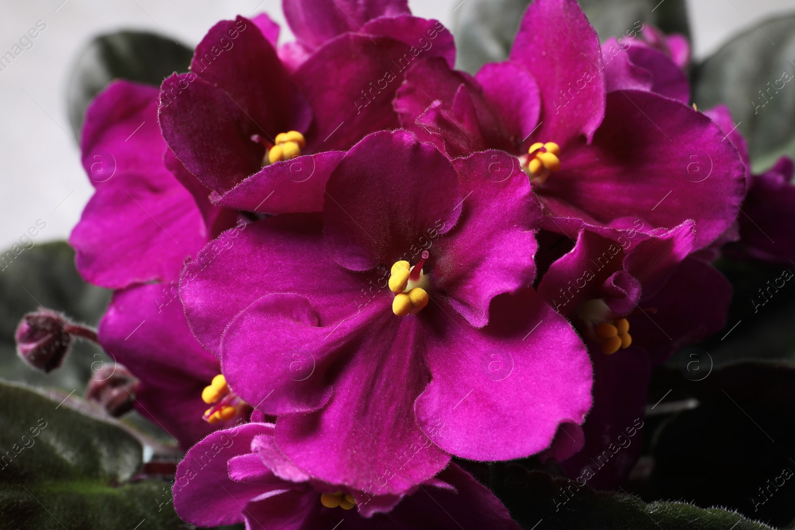 Photo of Beautiful violet flowers, closeup. Plant for house decor